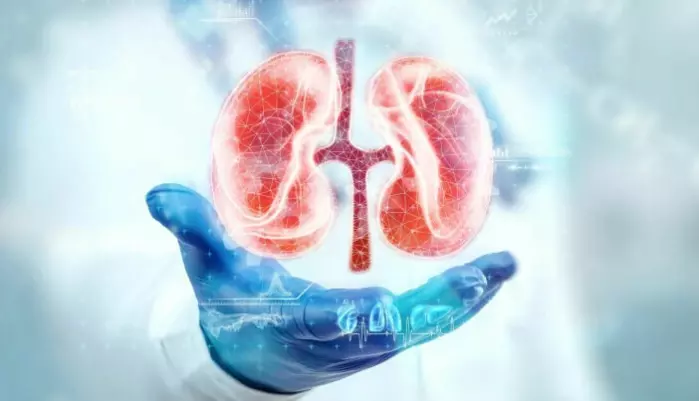 In the study published in<span class="italic" data-lab-italic_desktop="italic"> The Lancet</span>, the researchers suggest that the health care system and society can save significant amounts if chronic kidney failure is detected in the early stages.