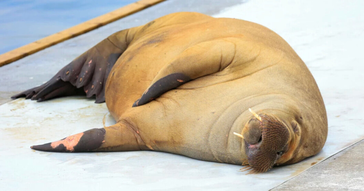 Walrus Freya creates chaos in Oslo. Researcher responds: “I don't like what I see” Walrus Freya creates chaos in Oslo. Researcher responds: “I don't like what I see”