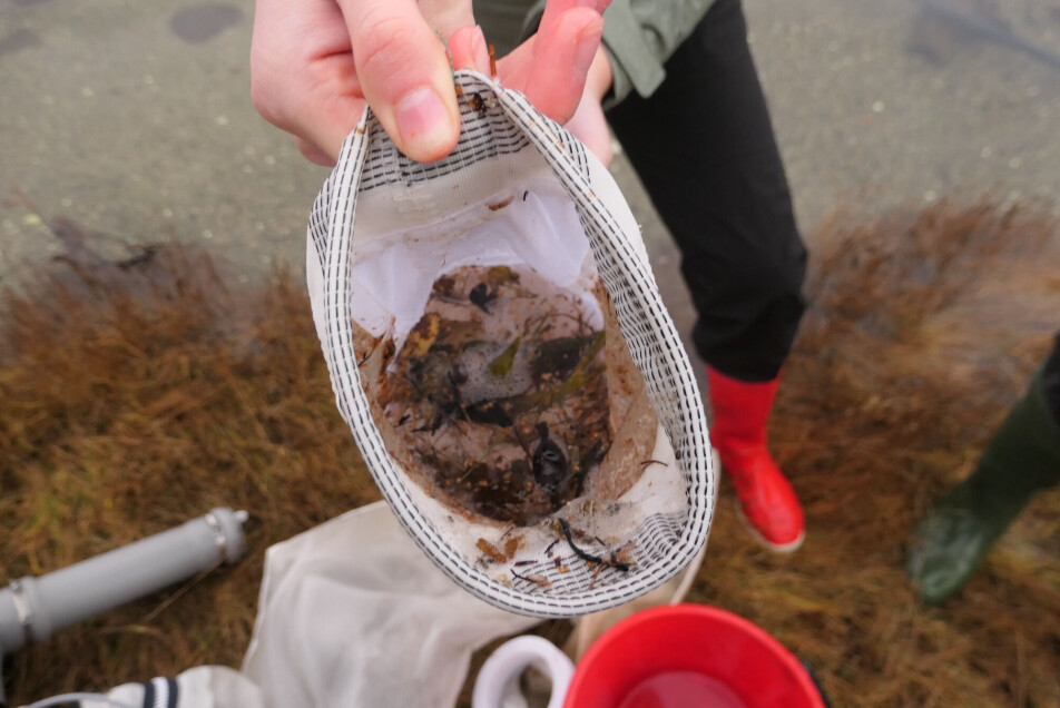Here’s an example of the kinds of things that Pamela’s net can collect. The biological material can be washed away, leaving microplastics that can then be photographed using a hyperspectral camera.