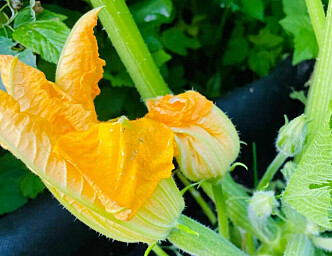 Here's how you can propagate your squash plant