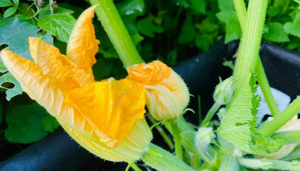 You can simply pick a male flower and squish it against the female flower to ensure fruit. Here you can see a squash plant with a female flower in front and a male flower further back.