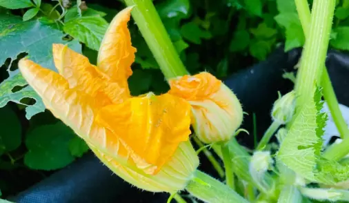 Here's how you can propagate your squash plant