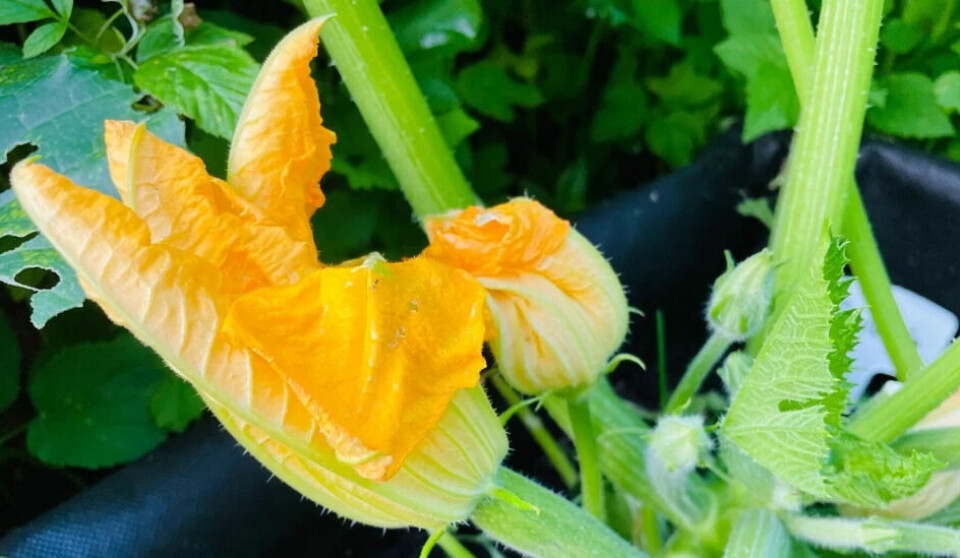 Here's how you can propagate your squash plant