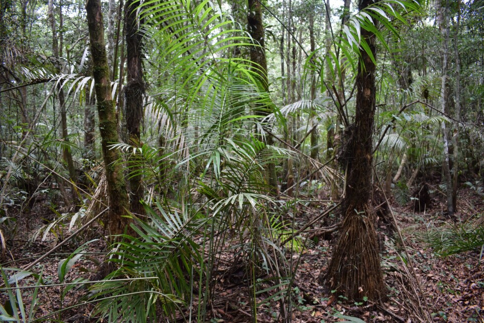 A peat swamp forest along the Ikelemba River in DRC during the dry season.