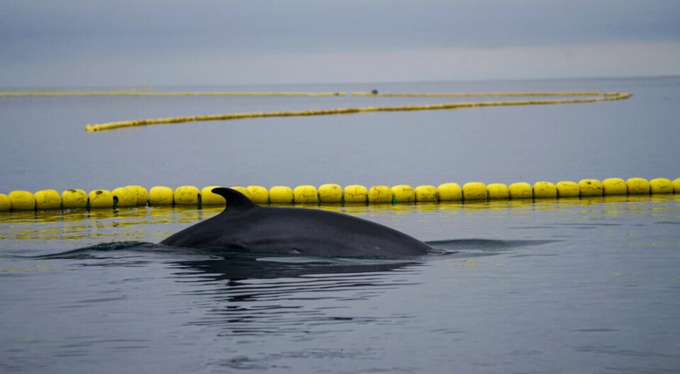 How to measure a whale’s hearing