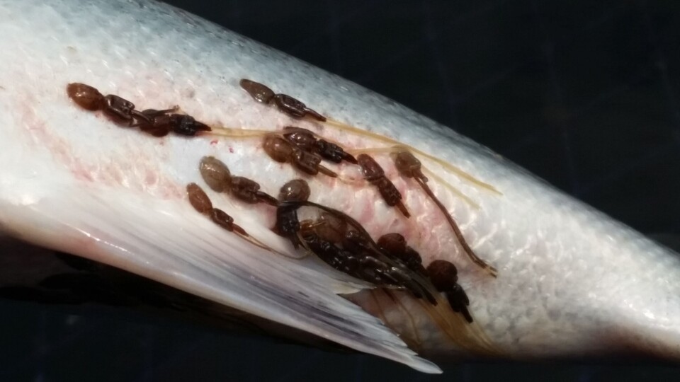 Here you can see a salmon infected with lice.