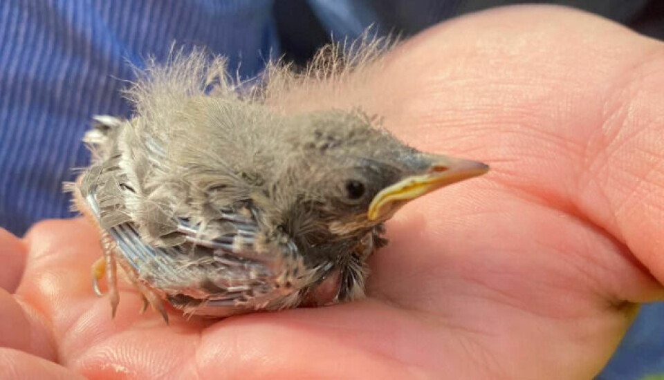 This baby bird was found alone. According to the experts, the best thing to do is to leave it alone. The parents are probably nearby.