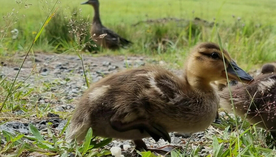 This duckling has injured its leg. It limped along with great difficulty when we first saw it. Should we help?