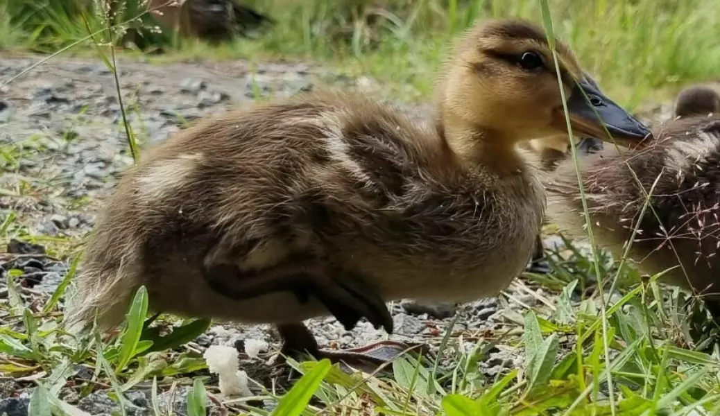 A little duckling has injured its foot. Should you help, kill it or do nothing?