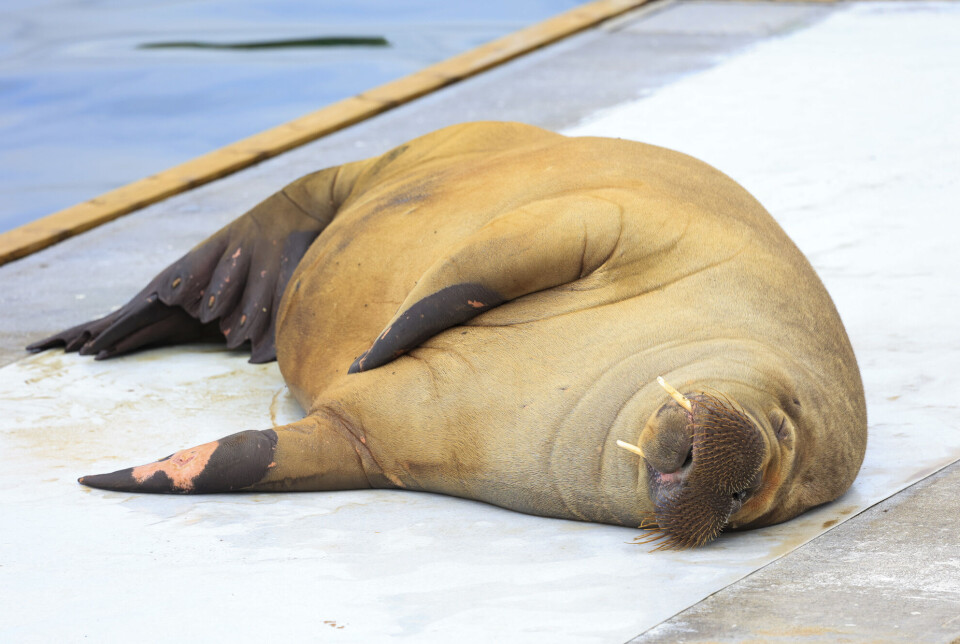 The walrus ‘Freya’ has caused problems for boat owners in southern Norway this summer. She might just be helping to solve a bigger problem along the coast: The spread of the pacific oyster.
