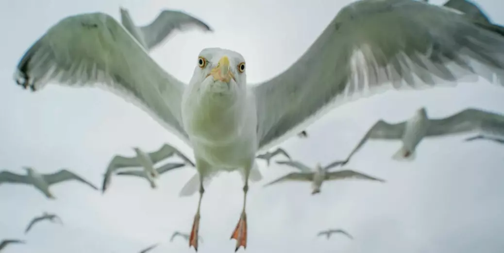 Seagulls have found safety in cities, but can this save them?