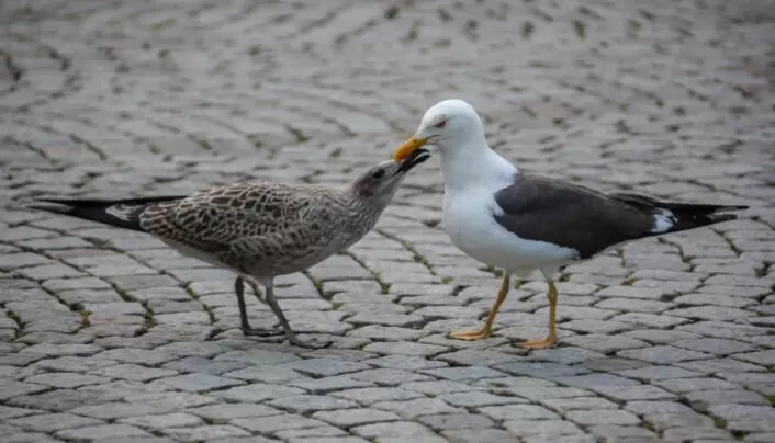A young seagull receives food in Stavanger. For up to a month, the chick stays on the ground before it can fly.