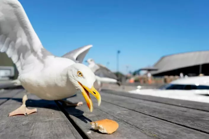 Many people like to feed seagulls. And some people find it amusing when the birds take the food out of their hands. "That seagulls dive for food is a man-made problem," says Svein-Håkon Lorentsen.