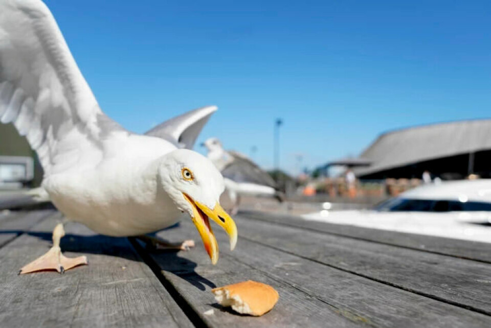 Many people like to feed seagulls. And some people find it amusing when the birds take the food out of their hands. 'That seagulls dive for food is a man-made problem,' says Svein-Håkon Lorentsen.