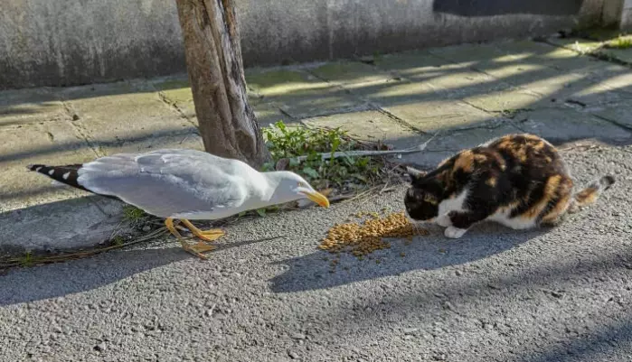 Here, a seagull and a cat are sharing food, but it is not always idyllic. Britt Olsen in Kværnerbyen has two cats. "The cats are afraid of the seagull parents. Our smallest cat sneaks along the ground, so it won't be seen. It stayed far away from the chick," she says.