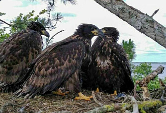 Record numbers of Norwegian sea eagles are exported to Europe