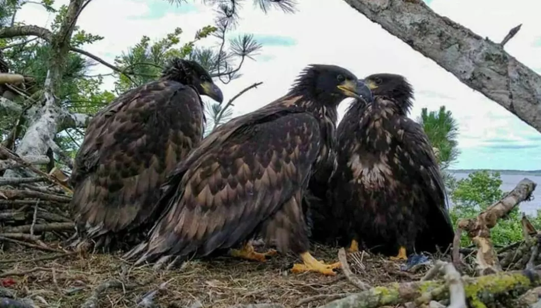 Ireland's first white-tailed sea eagle triplets - born to Norwegian parents. It is rare to have three sea eagle chicks in one brood, even in Norway.