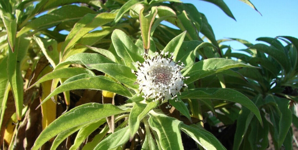 Darwin’s giant daisies help us understand evolution