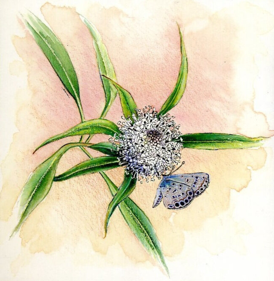 Darwin’s giant daisies are only found on the island of Santiago in the Galapagos.