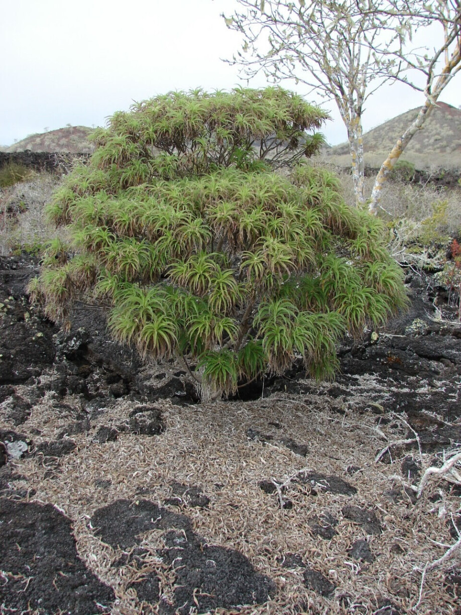 Scalesia atractyloides Arnot. A critically endangered dwarf tree.