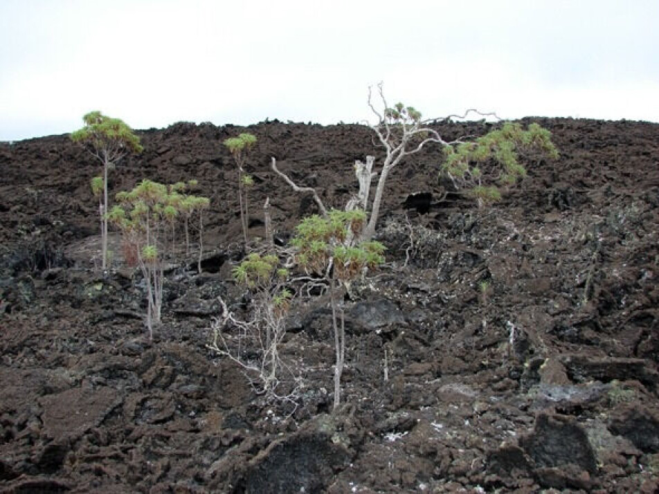 The group’s work with Darwin’s giant daisies provides valuable insight that can also be of use to other researchers working to understand how species adapt to different environments.