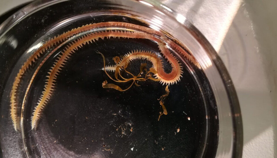 This little creature can help the salmon farming sector address a major challenge by providing locally-sourced and sustainable food for the fish.