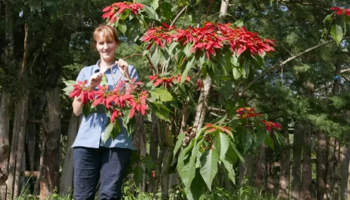 "We must not forget our place in the world," says Charlotte Sletten Bjorå. Here with a Norwegian Christmas favourite, the poinsettia, which originates from Mexico and Central America.