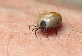 This is how great the risk of infection from ticks is