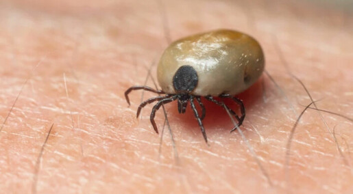This is how great the risk of infection from ticks is