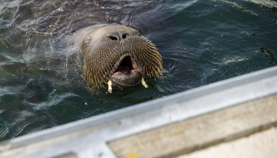 Walrus Freya pictured in Frognerkilden on 20 July this summer. The news that Freya had been euthanized came on 14 August.