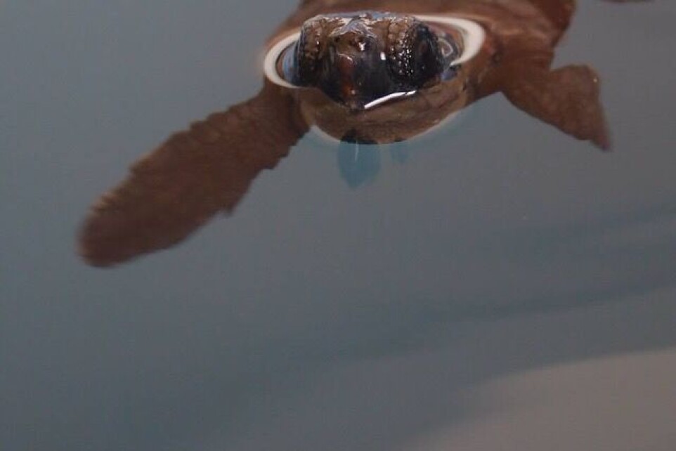 Newly hatched sea turtles use ocean currents to reach productive and warm ocean regions where they can feed and grow.