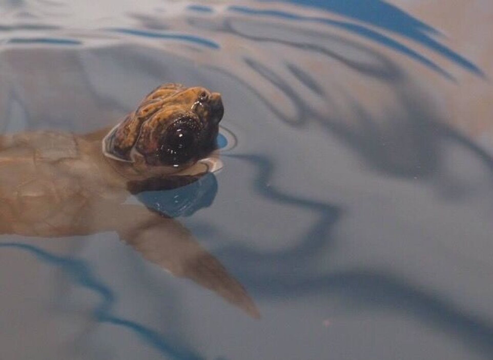 Young turtles ride ocean currents and influence their path by swimming actively, but sometimes they get swept away into colder waters.