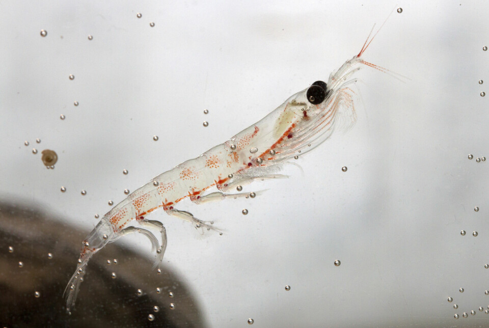 Krill is a tiny shrimp that salmon like to eat.