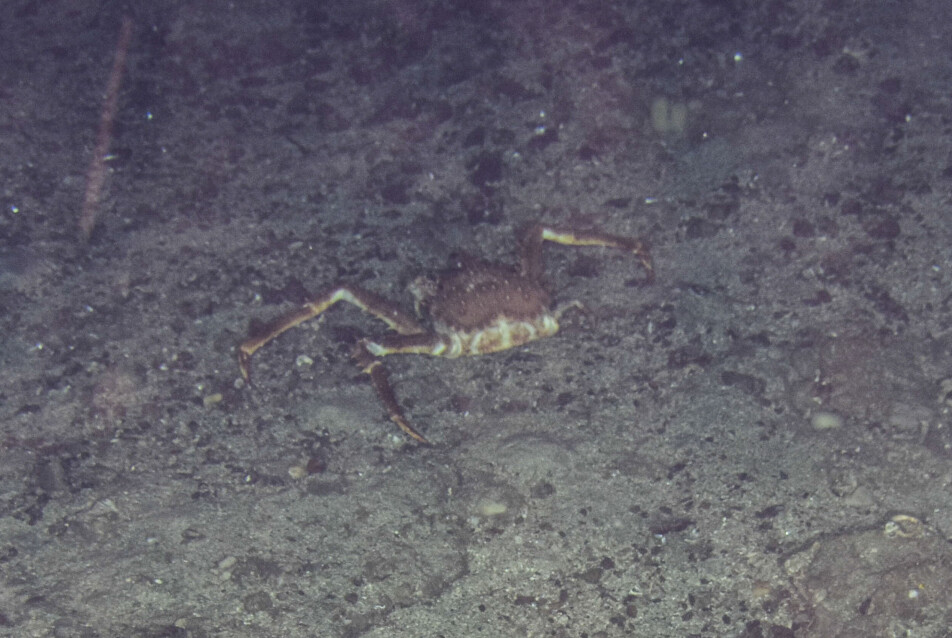 A troll crab wandered past the camera.