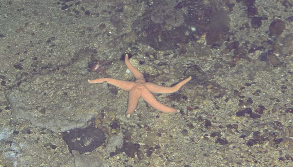 Starfish caught on camera by the ocean observatory.