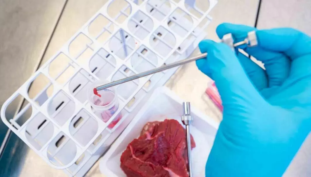Small amounts of meat tissue from a freshly slaughtered animal may yield large amounts of cultured meat in the future. In a laboratory at the Norwegian food research institute Nofima, scientists study cultured meat.