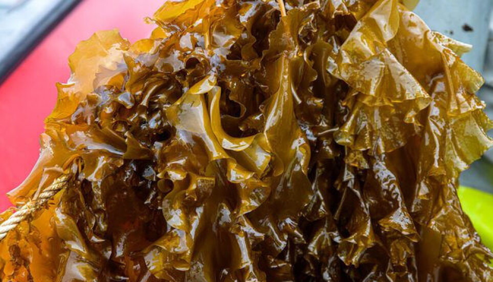 Scientists have reviewed all of the available international research on iodine in brown algae.