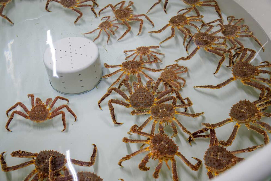 The small crabs are growing well in the tanks at the Aquaculture Research Station in Tromsø. Grete Lorentzen therefore believes that feeding small red king crabs can become a future industry.