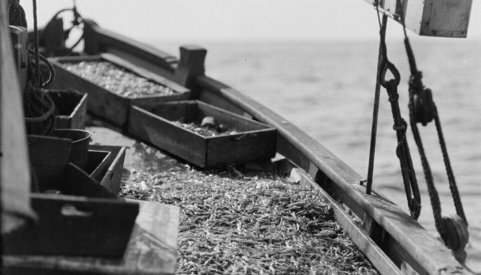 Shrimp fishing in the old days.