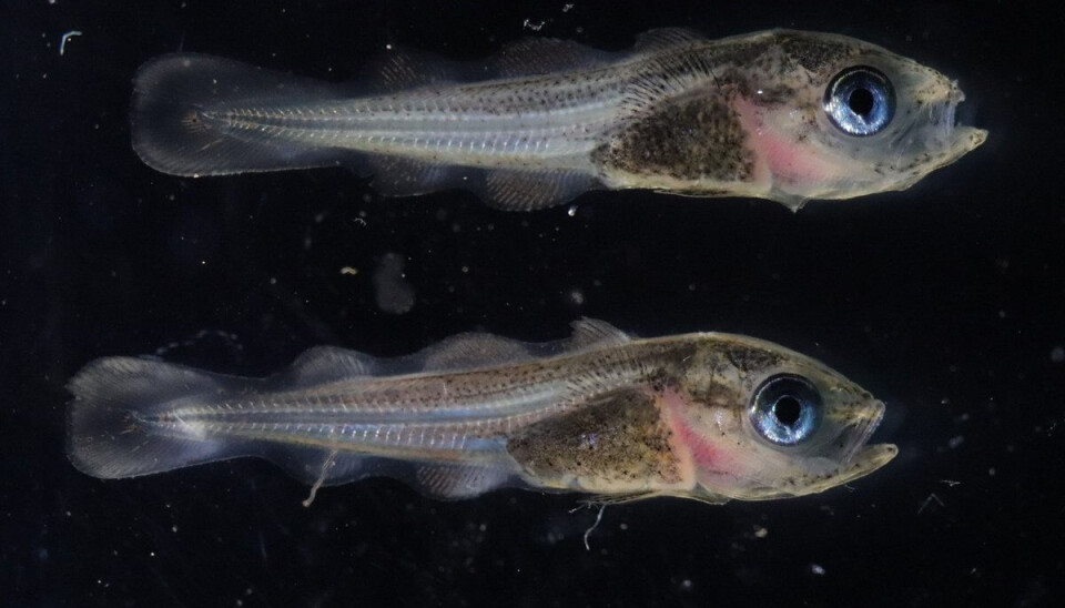 The larvae used in the study came from haddock that were caught wild near IMR's research station in Austevoll, where the experiment was conducted.