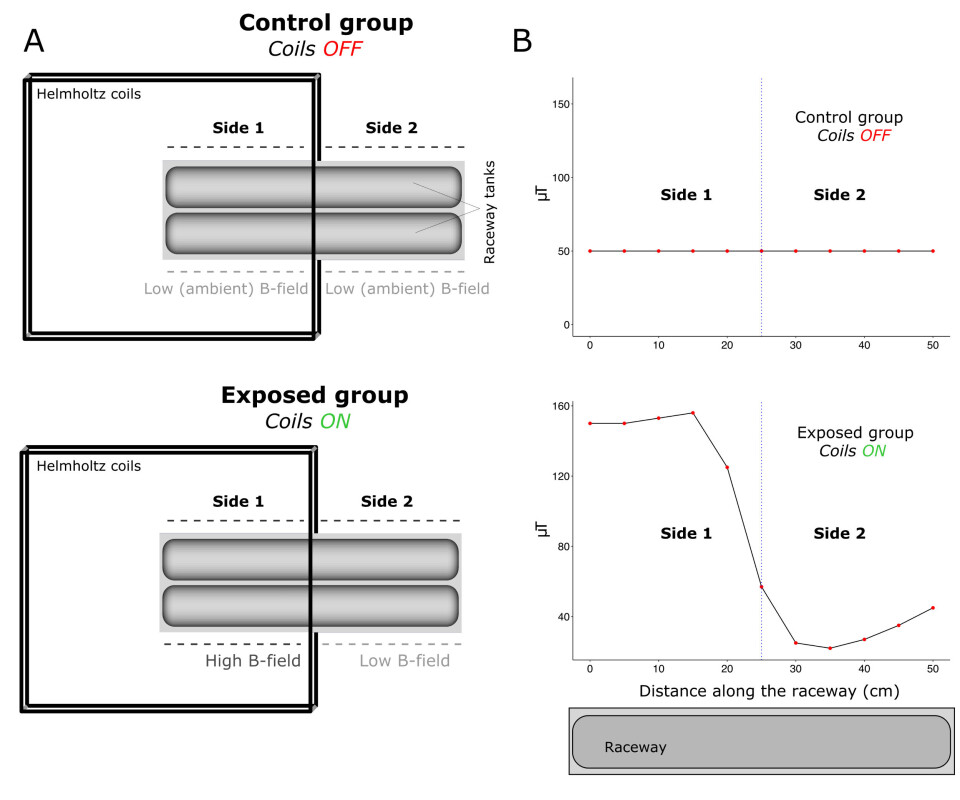 A: Experimental setup used to expose Atlantic haddock larvae to a static magnetic field (B-field) gradient. The black squares are a pair of parallel Helmholtz coils. The two grey rectangles with smoothed corners are two raceways in which larvae were swimming. Black dashed lines show the two sides of the raceway. Light and dark grey dashed lines show the intensity of the B-field on each side of the raceway. In the Control group (coils OFF), there was an ambient geomagnetic field in both sides of the raceway. In the Exposed group (coils ON), there was higher B-field intensity on Side 1, and lower intensity (close to the geomagnetic field intensity) on Side 2. B: B-field intensity along the raceway (x axis) with coils ON and coils OFF. In the Control group, the geomagnetic field had the same value along the whole raceway (50 μT). In the Exposed group, the B-field intensity had a gradient going from 150 μT on Side 1, decreasing towards the end of Side 2, to settle at approximately 50 μT at the right end of Half 2. Haddock larvae were free to swim along the whole raceway during the experiment.