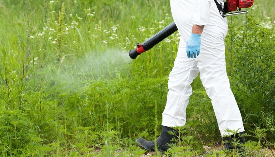 Ragweed is actually native to parts of North America, but it has spread to large parts of Europe. Here, the use of herbicides doesn't seem to be helping to get rid of the plant.