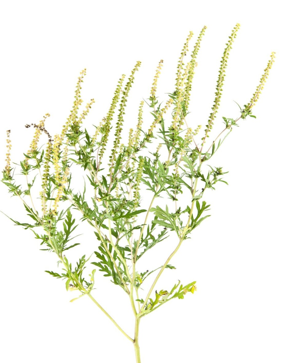 Ragweed (Ambrosia artemisiifolia) has adapted to conditions in Europe, and is spreading rapidly.