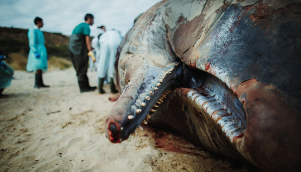 Norwegian and European researchers sampled cetaceans from the coasts of the Northeast Atlantic Ocean and the Mediterranean Sea. Cetaceans’ stranding Emergency Response Team at work on a sperm whale stranding event at Vasto, Italy, 2014.