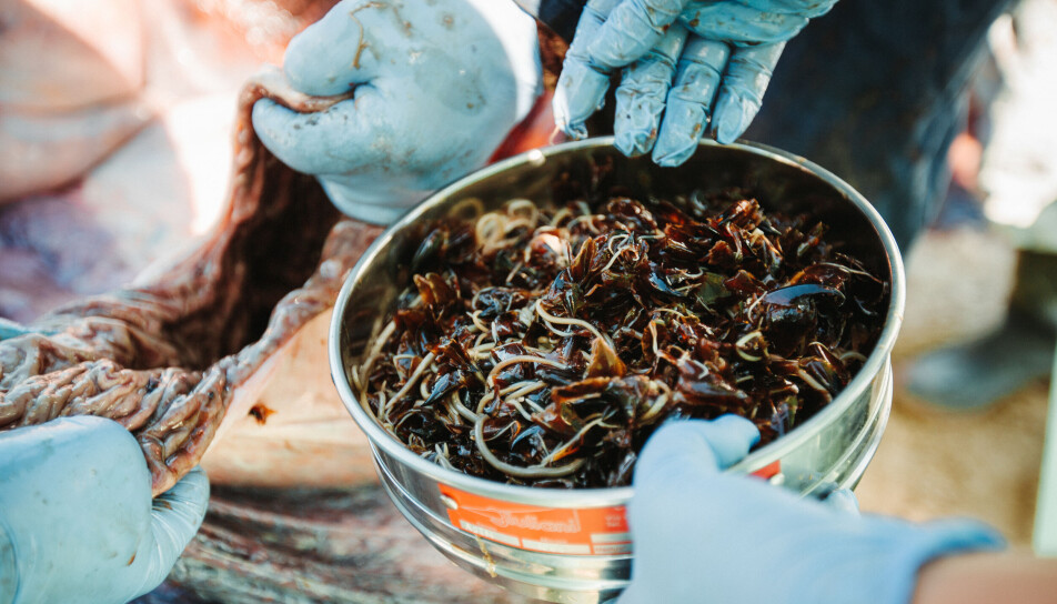 Researchers filtering stomach content of a stranded sperm whale. Anisakis physeteris worms are mixed within squid beaks, leftovers of the whale diet.