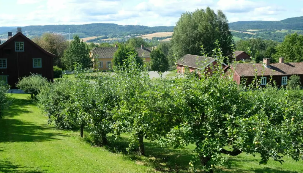 At a rural museum in Lier, they take care of old apple varieties. There are 27 clone archies around the country responsible for the preservation of Norwegian fruit, berry, vegetable, and plant varieties.