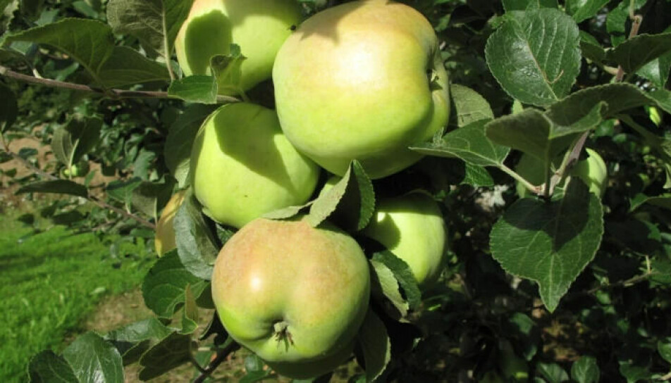 Do these Filippa apples look familiar? Ever heard of Langballe and Torstein apples? These old varieties can still be found in private gardens, but they are no longer grown commercially. That's why you can't buy them in stores.
