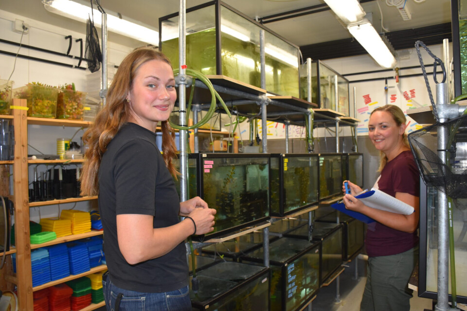Researchers use fish to get answers to many questions in biological research. Departmental engineer Eline Rypdal (right) assists with animal care.