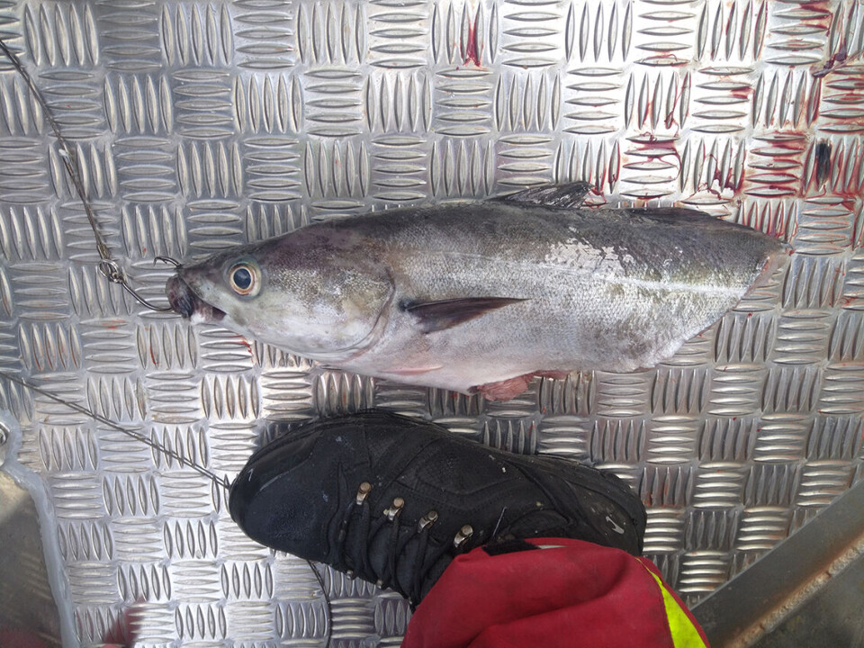 You have to choose the right bait if you want a porbeagle to bite.
