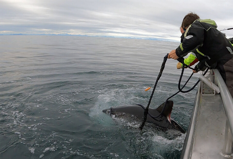 Powerful forces come into play when you want to tag a porbeagle shark. Porbeagles can reach up to three metres long and weigh 200 kilos.